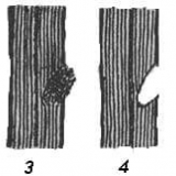 Kako zatvoriti udubljenje u stablu jabuke na deblu i kako ga pokriti na voćki